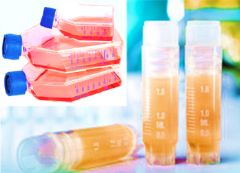 Chinese Hamster X Mouse B Lymphocyte Hybridoma